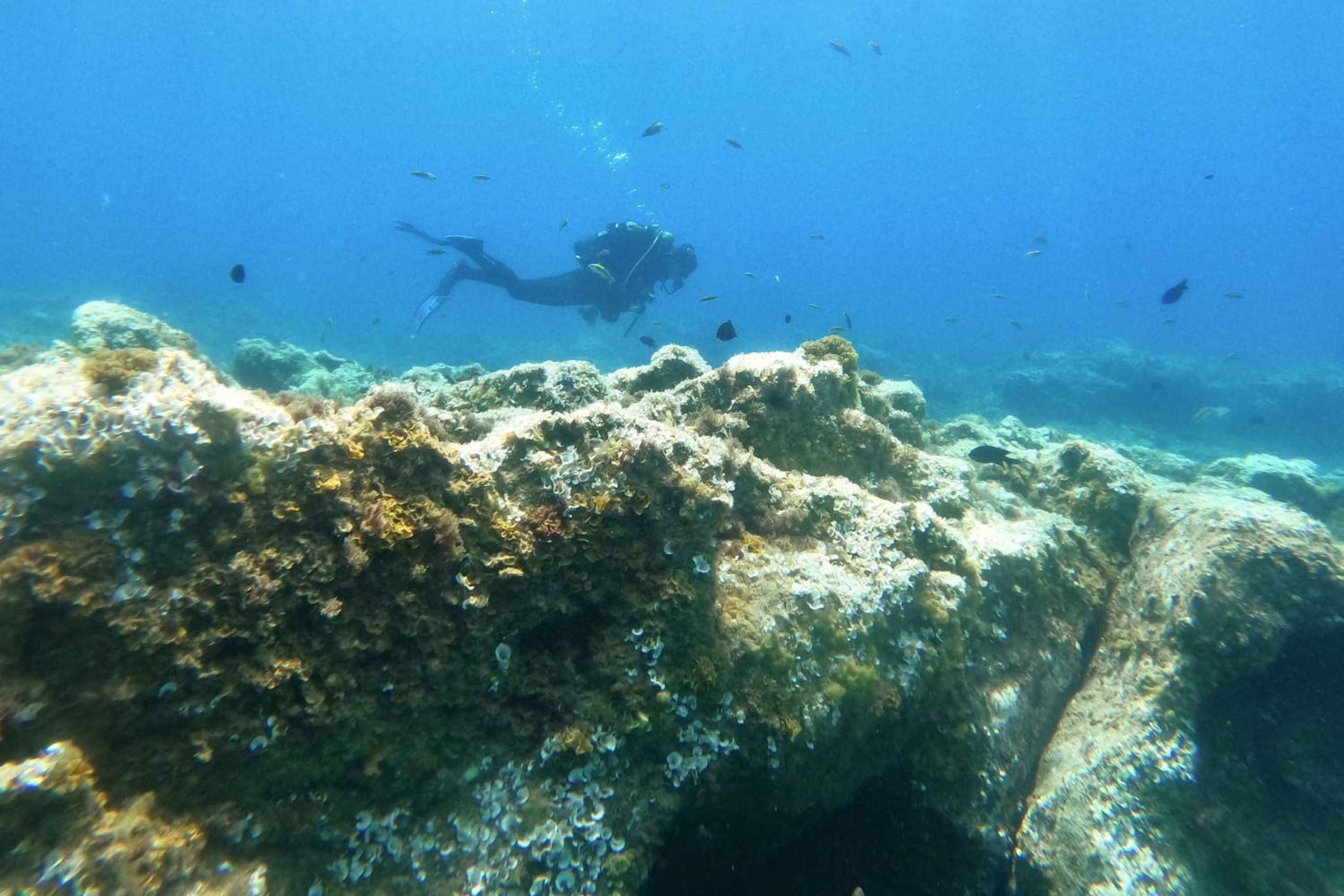 Tenerife: Buceo certificado en Puerto Colón en lancha rápida