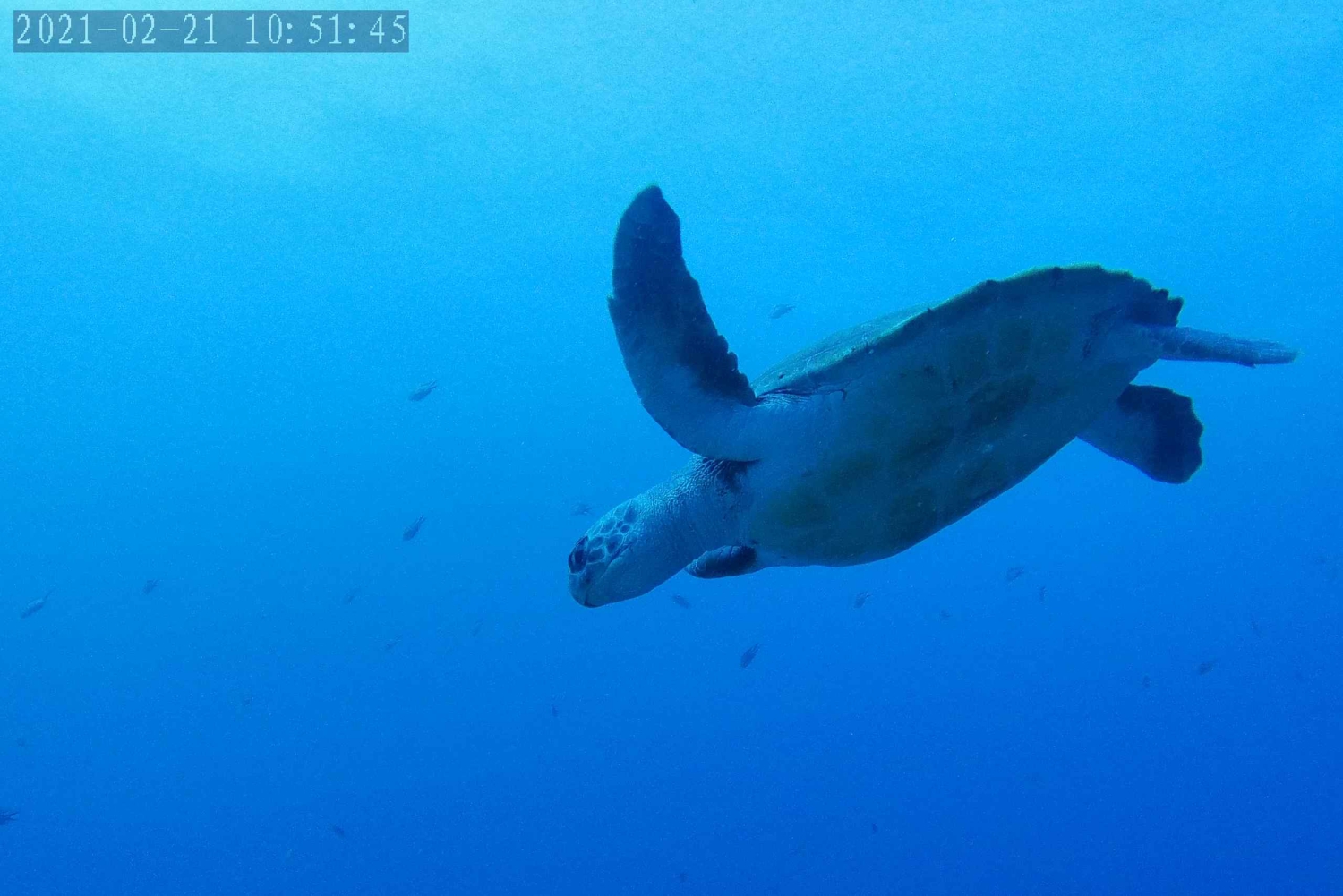 Tenerife: Buceo certificado en Puerto Colón en lancha rápida