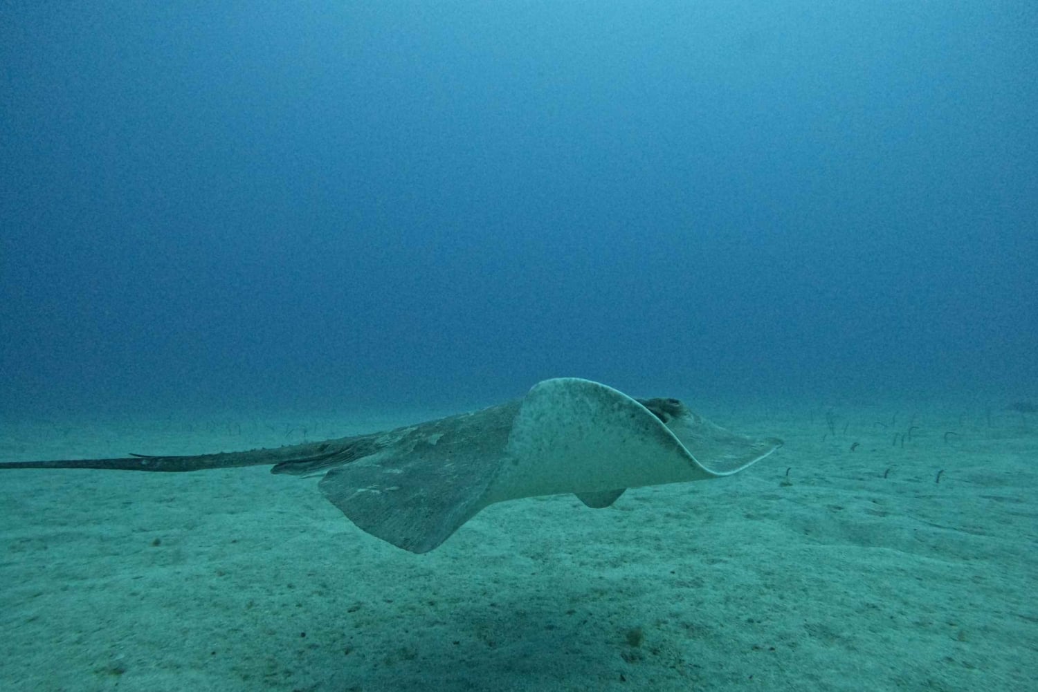 Tenerife: Buceo certificado en Puerto Colón en lancha rápida