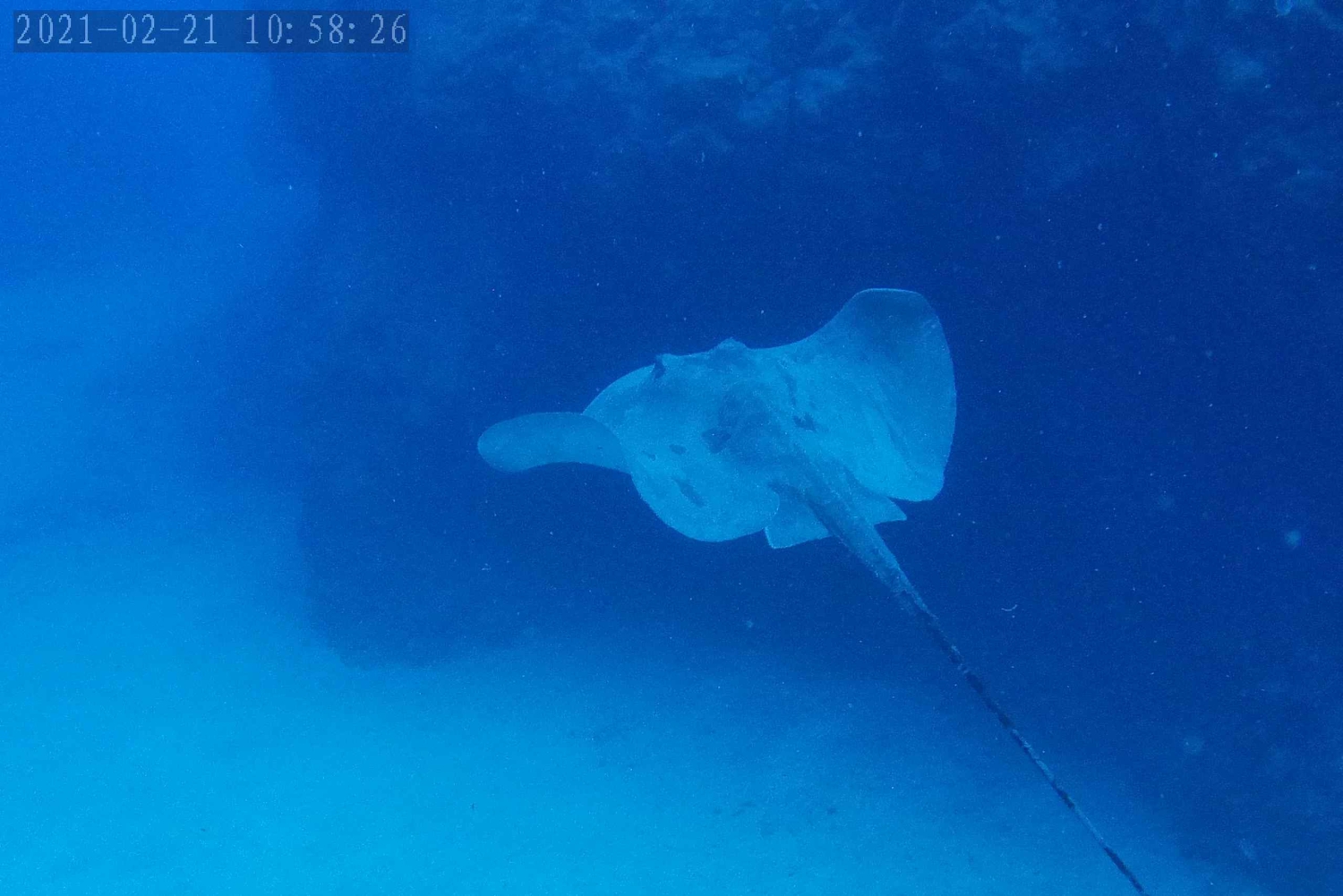 Tenerife: Buceo certificado en Puerto Colón en lancha rápida