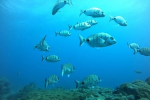 Tenerife: mergulho autônomo certificado em Puerto Colon em lancha