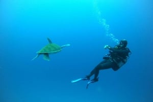 Tenerife: Certificeret dykning i Puerto Colon med speedbåd