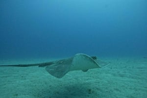 Tenerife: Buceo certificado en Puerto Colón en lancha rápida