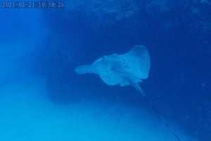 Tenerife: Buceo certificado en Puerto Colón en lancha rápida