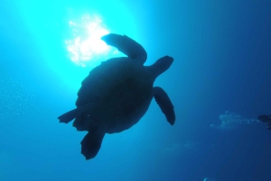 Tenerife: Buceo certificado en Puerto Colón en lancha rápida