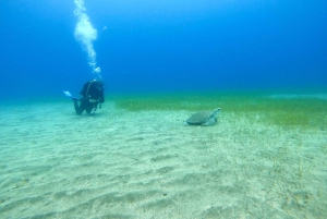 Tenerife: Buceo certificado en Puerto Colón en lancha rápida