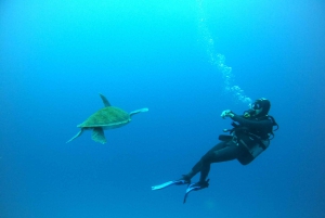 Tenerife: Buceo certificado en Puerto Colón en lancha rápida