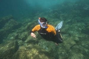 Tenerife: Snorkelsafari i Puerto Colon med hurtigbåt