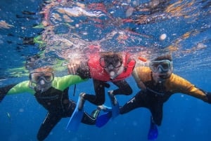 Tenerife: Snorkelsafari i Puerto Colon med hurtigbåt