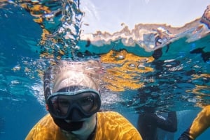 Tenerife: Snorkelsafari i Puerto Colon med hurtigbåt