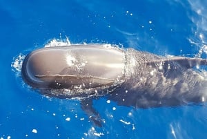 Tenerife: Zeilboot Tour Walvissen spotten, eten en snorkelen