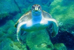 Tenerife: Zeilboot Tour Walvissen spotten, eten en snorkelen