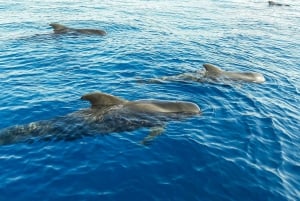 Tenerife: Zeilboot Tour Walvissen spotten, eten en snorkelen