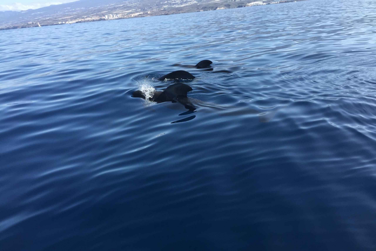 Tenerife: Sailing Excursion with Whale and Dolphin Watching