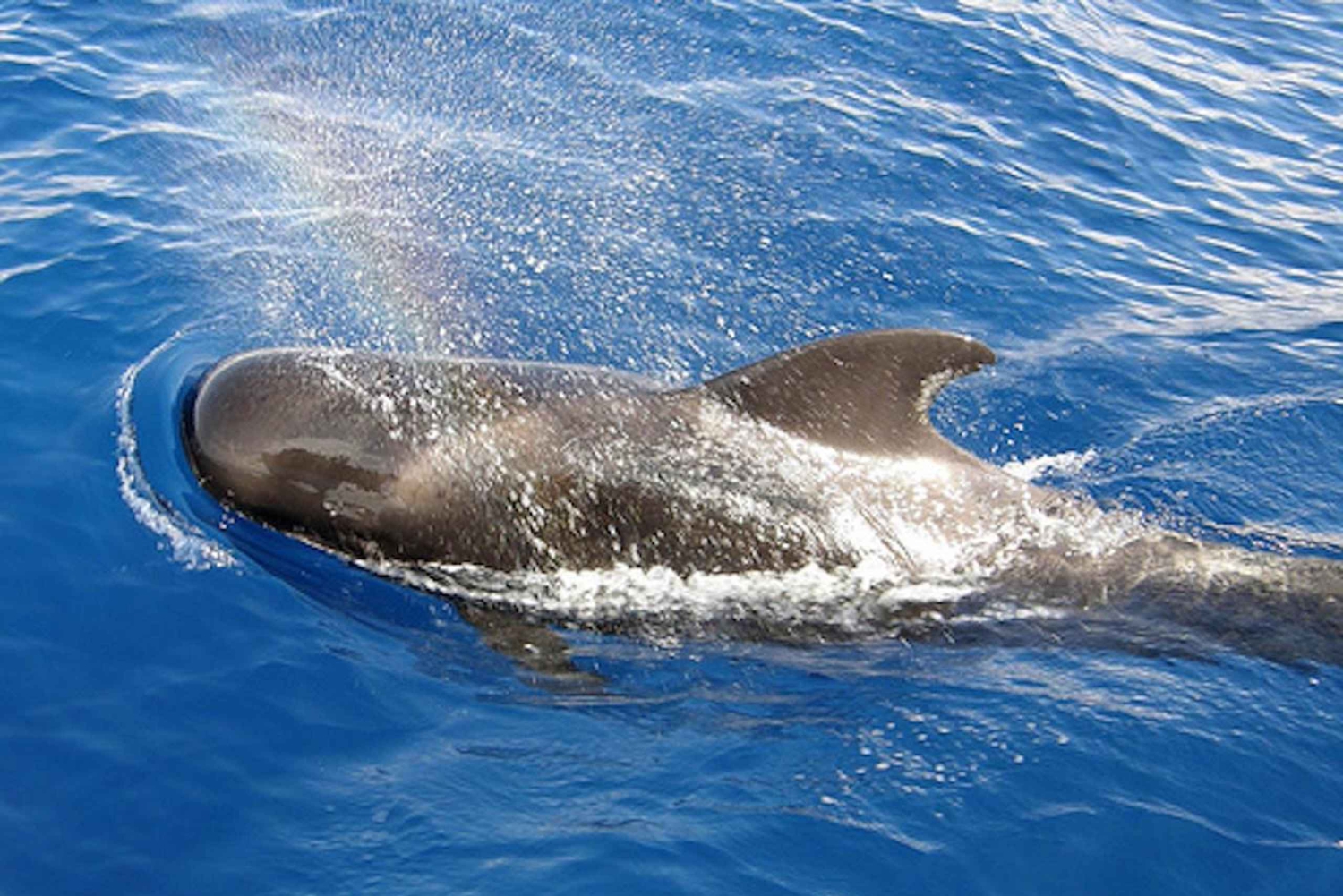 Tenerife: Sejltur med hval- og delfinsafari