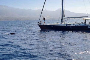 Tenerife: Sejltur med hval- og delfinsafari