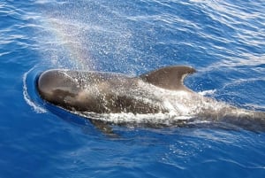 Tenerife: Sejltur med hval- og delfinsafari