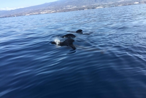 Tenerife: Sejltur med hval- og delfinsafari