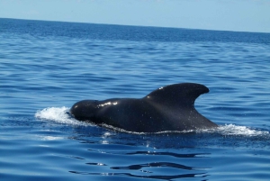Tenerife: Sejltur med hval- og delfinsafari