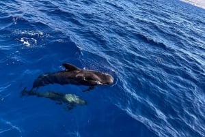 Tenerife: Sejltur med hval- og delfinsafari