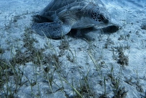 Tenerife: Duikervaring voor elk niveau
