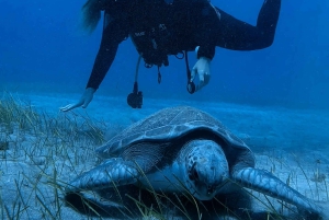 Tenerife: Duikervaring voor elk niveau