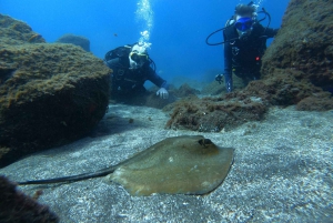 Teneriffa: Scuba Diving Experience med instruktör och utrustning