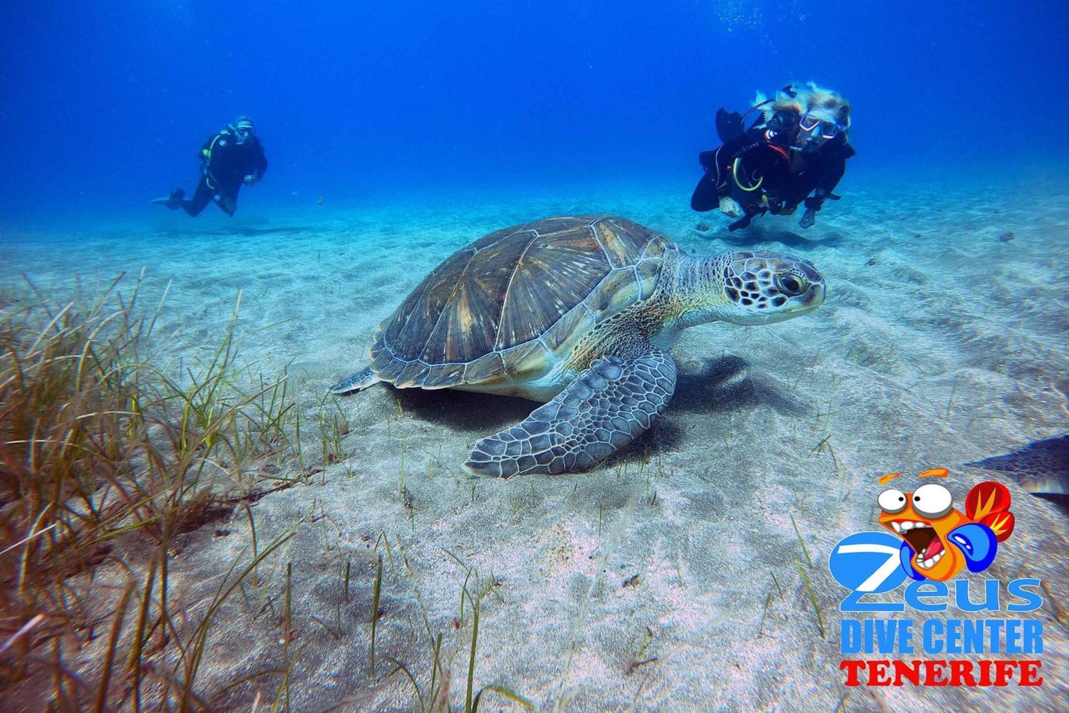 Immersioni subacquee a Tenerife per subacquei certificati