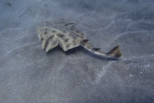 Immersioni subacquee a Tenerife per subacquei certificati