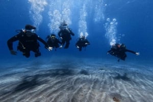 Tenerife: Scuba Diving Lesson and Abades Protected Area Dive