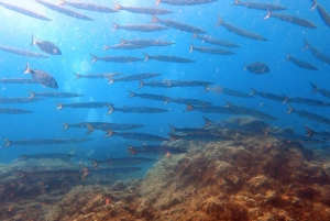 Tenerife: Aula de mergulho autônomo e mergulho na área protegida de Abades