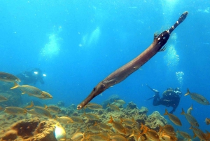 Tenerife: Aula de mergulho autônomo e mergulho na área protegida de Abades