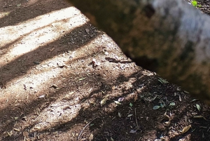 Tenerife: Caminhada em Anaga, Floresta Mágica, Reserva da Biosfera