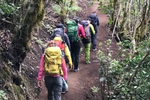 Tenerife: Anaga, Bosque mágico