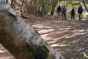 Tenerife: Anaga, Bosque mágico