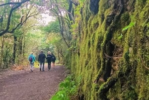 Tenerife: Anaga, Bosque mágico