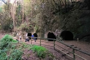 Tenerife: Anaga, Bosque mágico