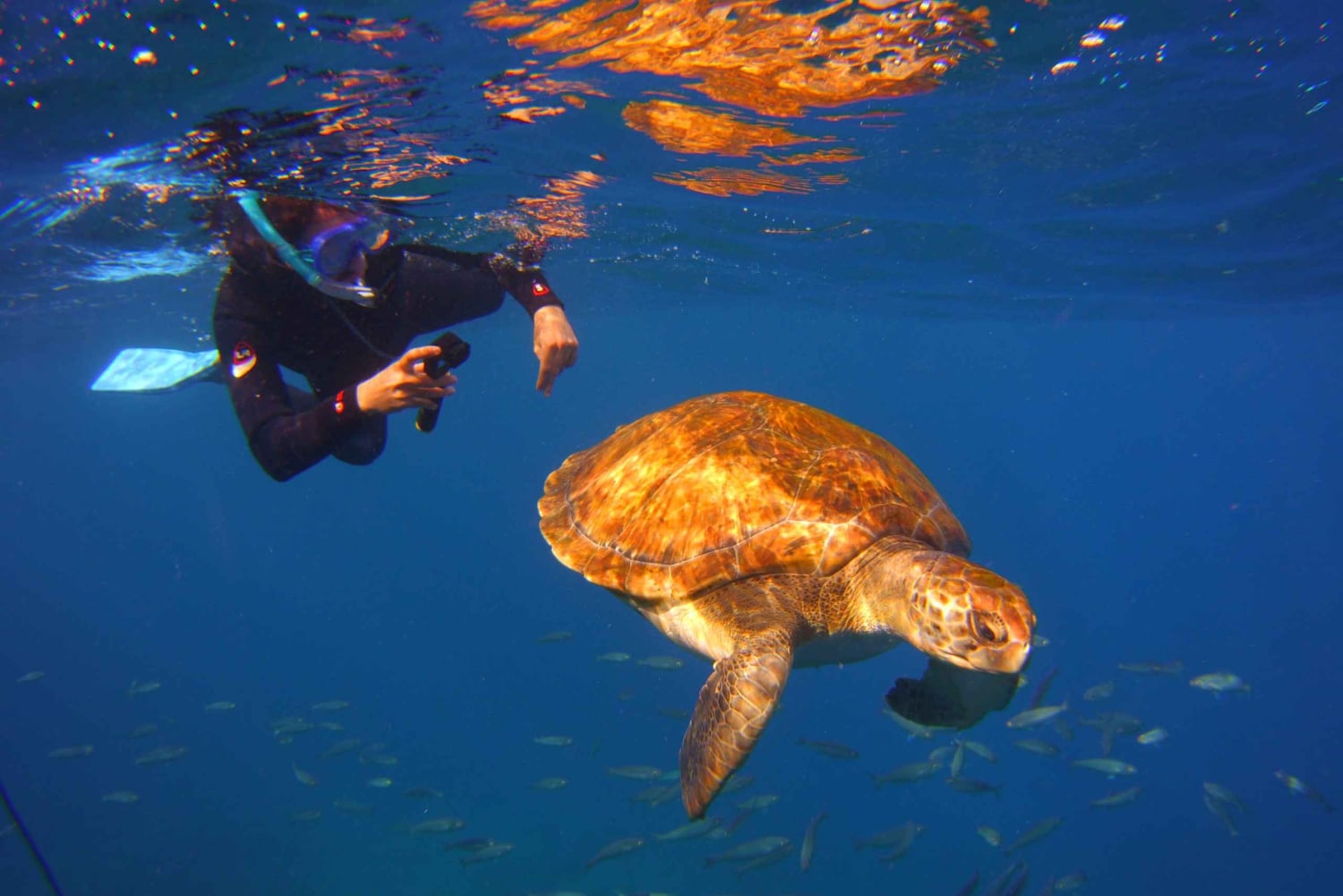 Teneriffa: Snorklaa kilpikonnien kanssa