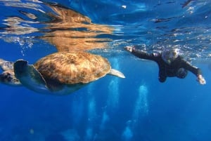 Tenerife: Snorkel with Turtles