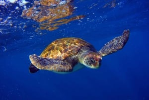 Tenerife: Snorkel with Turtles