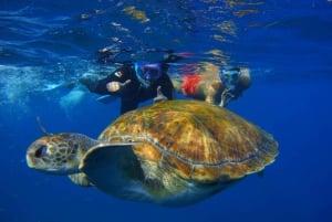 Tenerife: esnórquel con tortugas