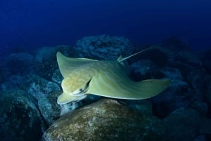 Teneriffa: Snorklaa kilpikonnien kanssa