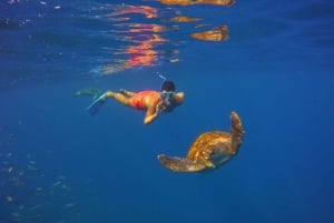 Teneriffa: Snorklaa kilpikonnien kanssa