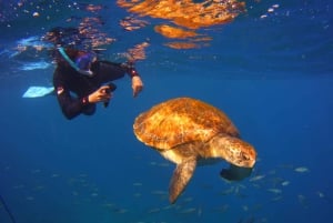 Teneriffa: Snorklaa kilpikonnien kanssa