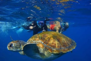 Teneriffa: Snorklaa kilpikonnien kanssa