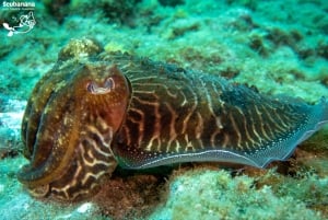 Tenerife: Verhuur van snorkeluitrusting in Radazul