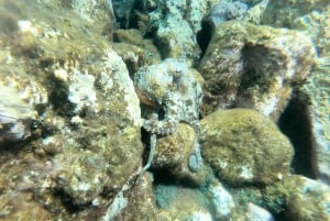 Tenerife : Snorkeling subacuático con Instructor de apnea