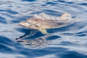 Tenerife: Snorkeling & Kayak with Turtles and Dolphins