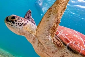 Tenerife, Snorkeling & Kayak with Marine Life in Palm Mar