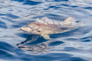 Tenerife, Snorkeling & Kayak with Marine Life in Palm Mar